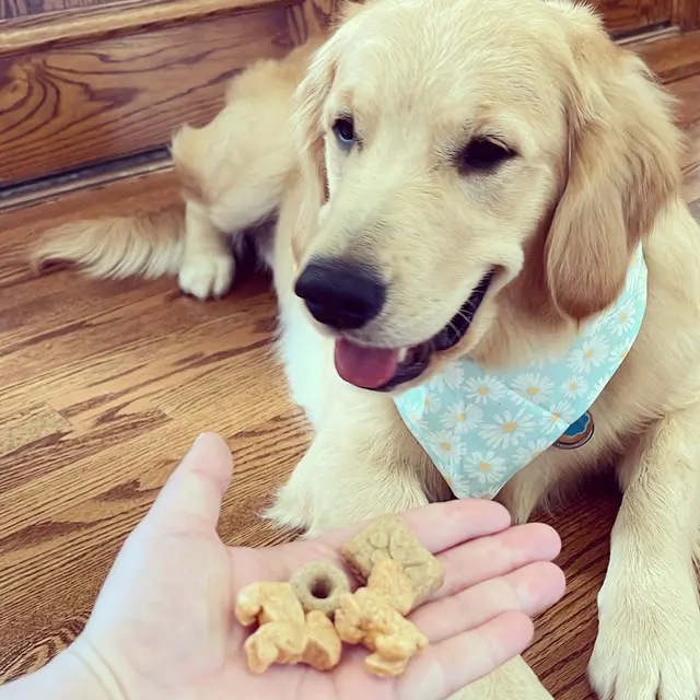 Boops N' Bubbles Mobile Dog Grooming — photo from the business 10