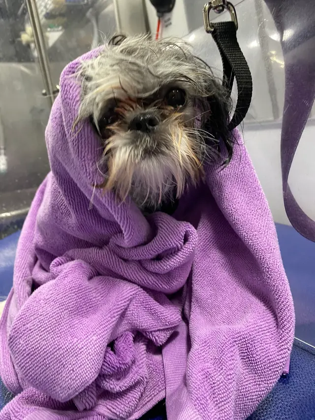 Boops N' Bubbles Mobile Dog Grooming — photo from the business 12
