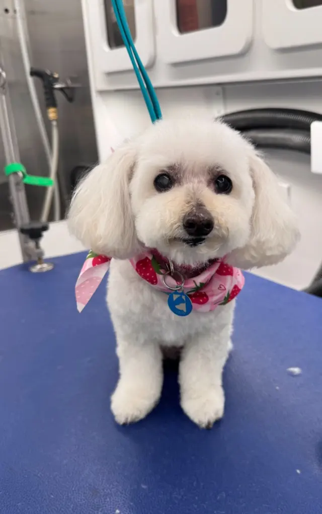 Boops N' Bubbles Mobile Dog Grooming — customer photo 2
