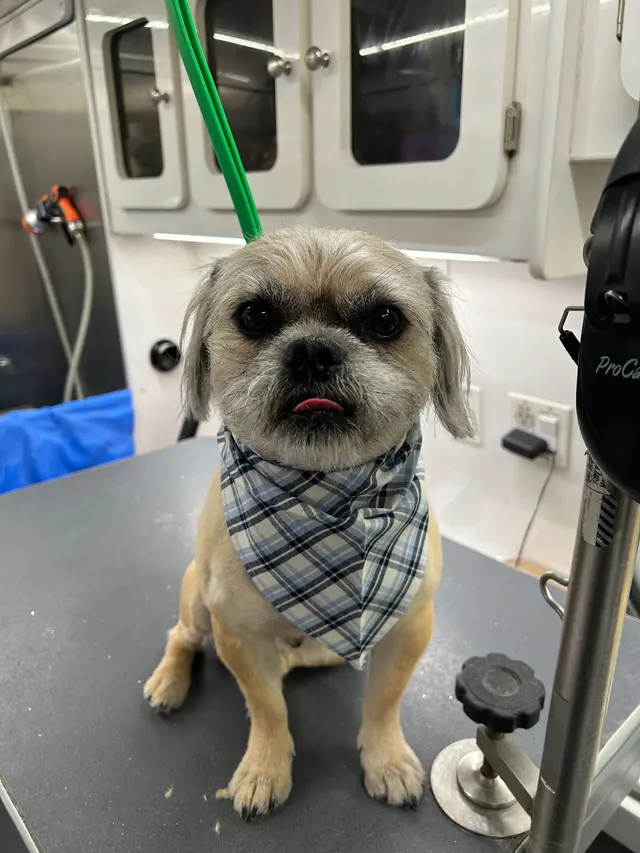 Groombuggy Mobile Dog Grooming — photo from the business 4