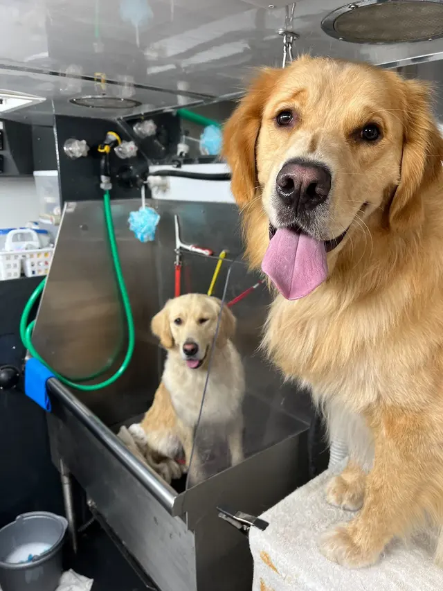 Groombuggy Mobile Dog Grooming — photo from the business 12