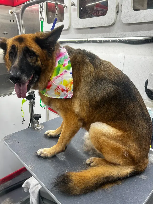 Groombuggy Mobile Dog Grooming — photo from the business 7