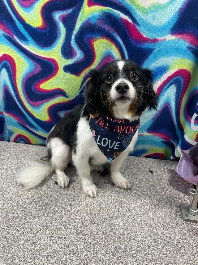 Groombuggy Mobile Dog Grooming — photo from the business 9