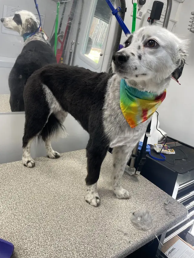 Groombuggy Mobile Dog Grooming — photo from the business 6