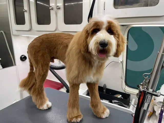 Groombuggy Mobile Dog Grooming — photo from the business 2
