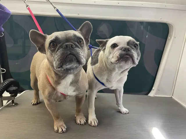 Groombuggy Mobile Dog Grooming — photo from the business 5