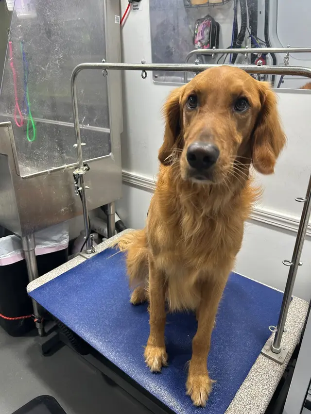 Groombuggy Mobile Dog Grooming — photo from the business 3