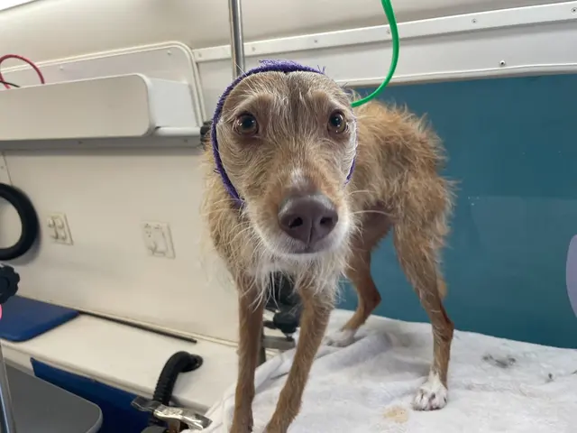 Groombuggy Mobile Dog Grooming — photo from the business 10