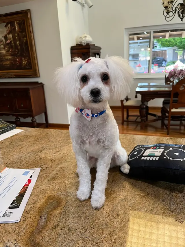 Alpha Grooming Pet Salon — customer photo 10