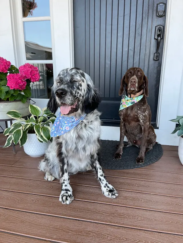Alpha Grooming Pet Salon — customer photo 12
