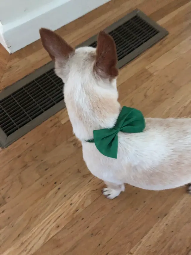 Alpha Grooming Pet Salon — customer photo 7