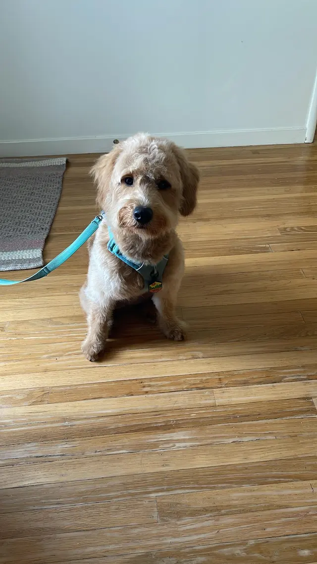 Alpha Grooming Pet Salon — customer photo 2