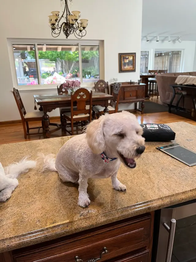 Alpha Grooming Pet Salon — customer photo 11