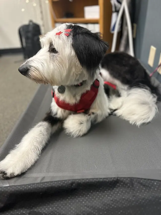 Alpha Grooming Pet Salon — customer photo 9