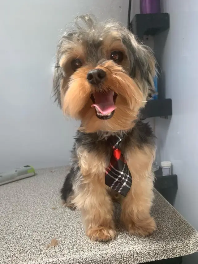 Alpha Grooming Pet Salon — customer photo 3