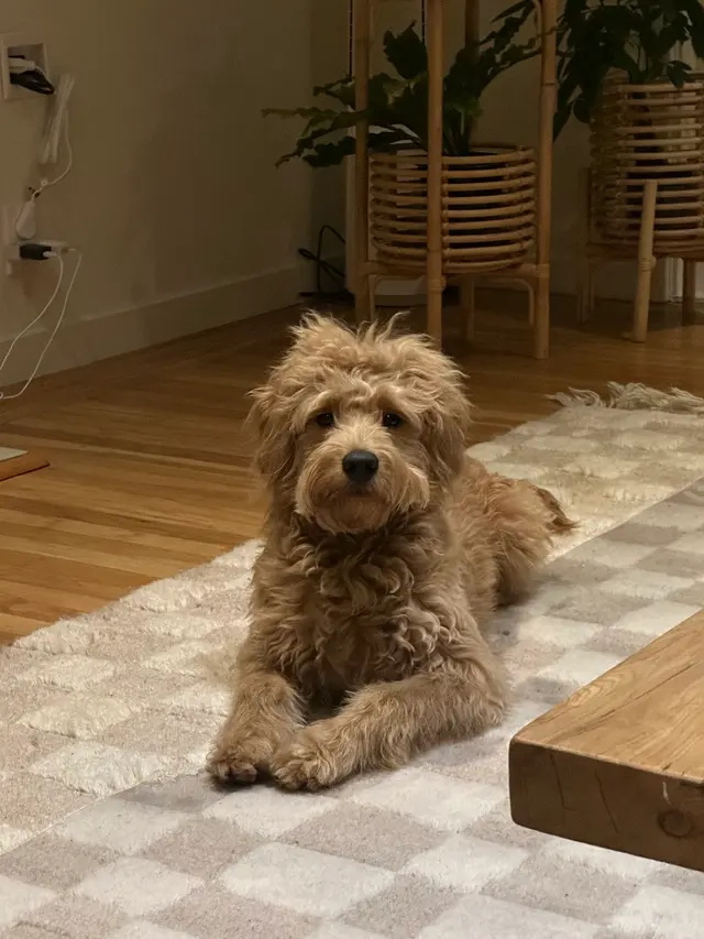 Alpha Grooming Pet Salon — customer photo 1
