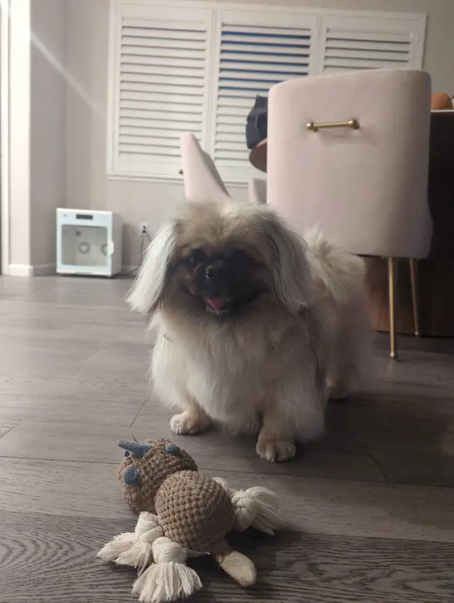 Alpha Grooming Pet Salon — customer photo 4