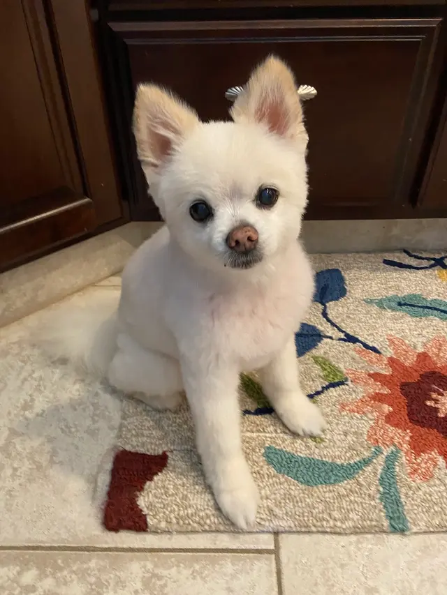 Alpha Grooming Pet Salon — customer photo 8