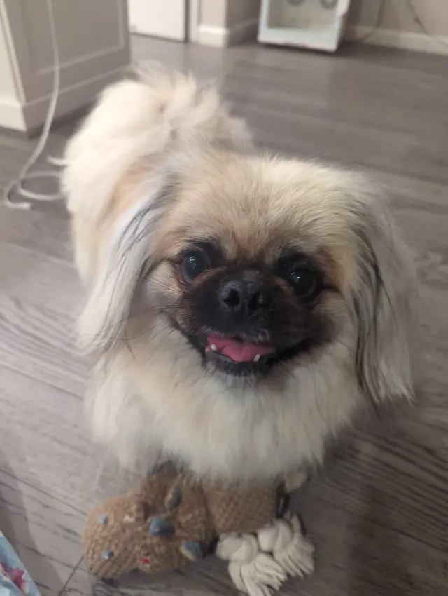 Alpha Grooming Pet Salon — customer photo 5