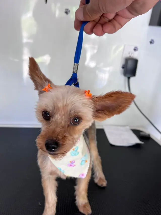Mobile Grooming Glow — photo from the business 10