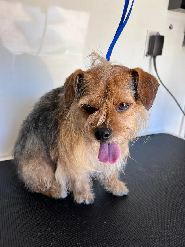 Mobile Grooming Glow — photo from the business 11