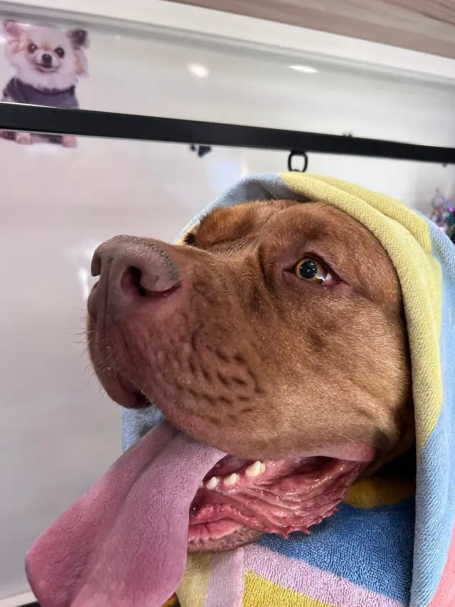 Mobile Grooming Glow — photo from the business 9
