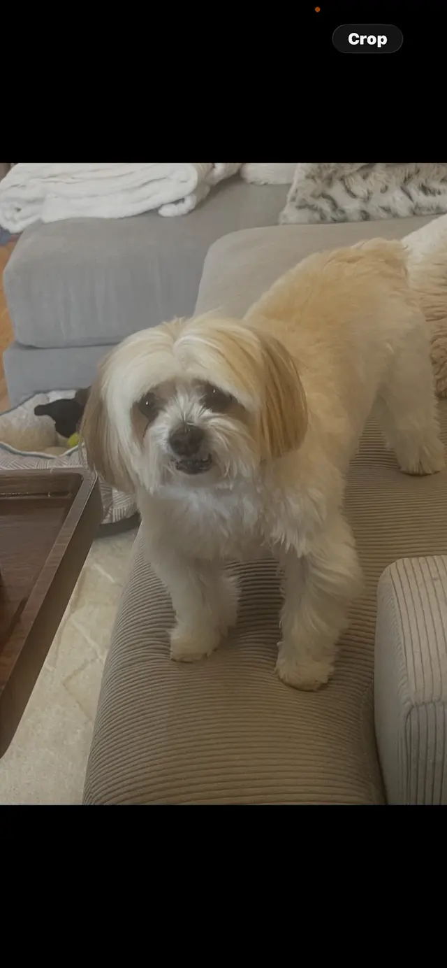 Customer photo of work by Mobile Grooming Glow, from Renee Przybylski's review