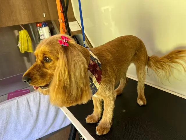 Mobile Grooming Glow — photo from the business 4
