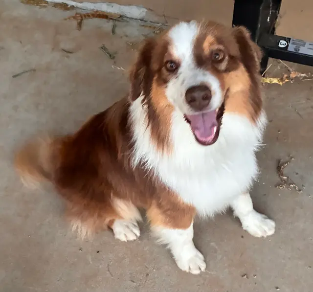 Mobile Grooming Glow — customer photo 5