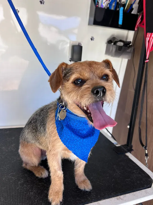Mobile Grooming Glow — photo from the business 6