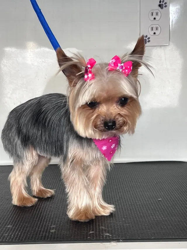 Mobile Grooming Glow — photo from the business 1