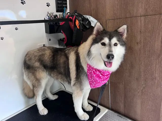 Mobile Grooming Glow — photo from the business 3