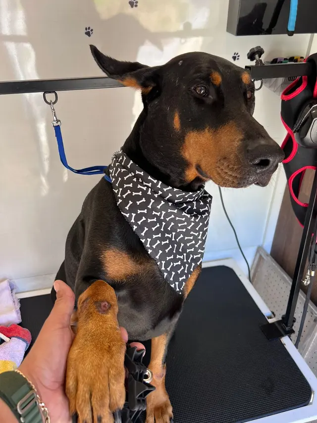 Mobile Grooming Glow — photo from the business 12