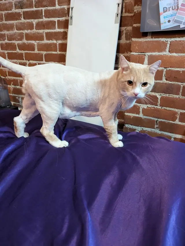 Customer photo of work by Mobile Grooming Glow, from Angelica M. Velasquez's review