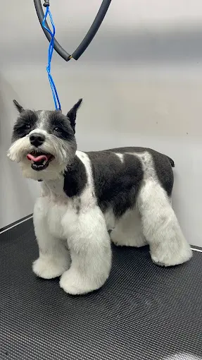 Mobile Grooming Glow — photo from the business 8