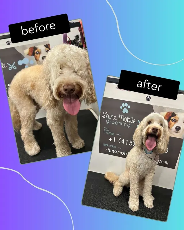 Mobile Grooming Glow — photo from the business 2