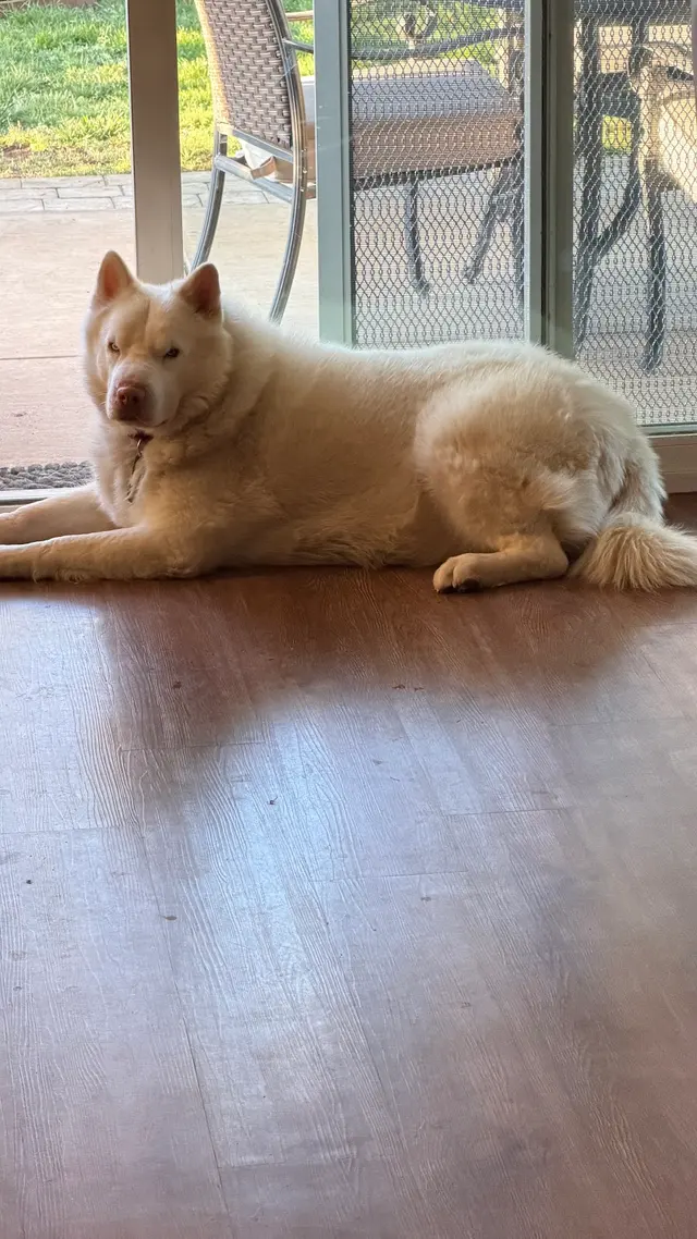 Camp Bow Wow Brentwood — customer photo 12