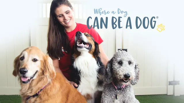Camp Bow Wow Brentwood — photo from the business 10