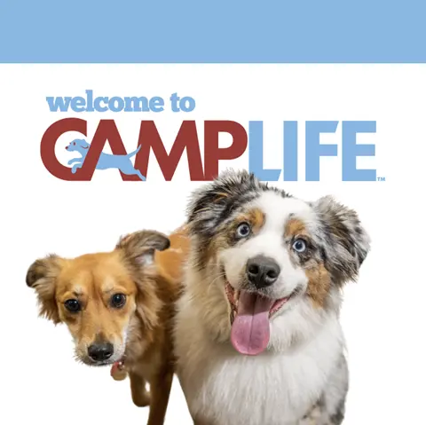 Camp Bow Wow Brentwood — photo from the business 1