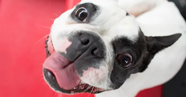 Camp Bow Wow Brentwood — photo from the business 6