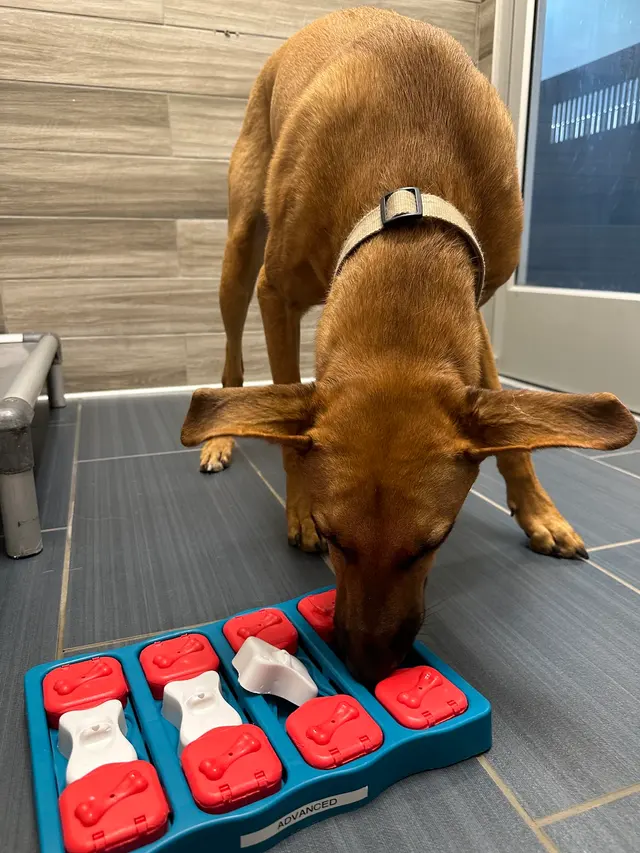 Camp Bow Wow Brentwood — customer photo 2