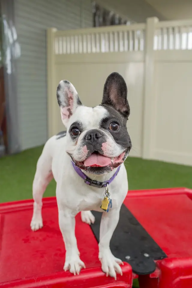 Camp Bow Wow Brentwood — photo from the business 4