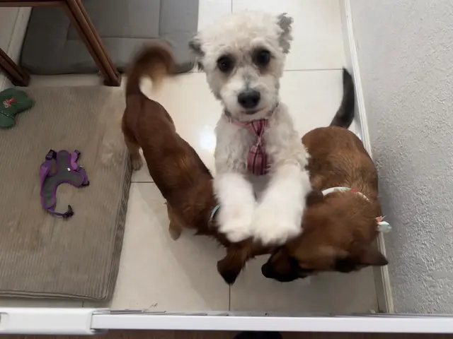 Customer photo of work by Yabadabadoo Dog Grooming, from Esmeralda Vallejo's review