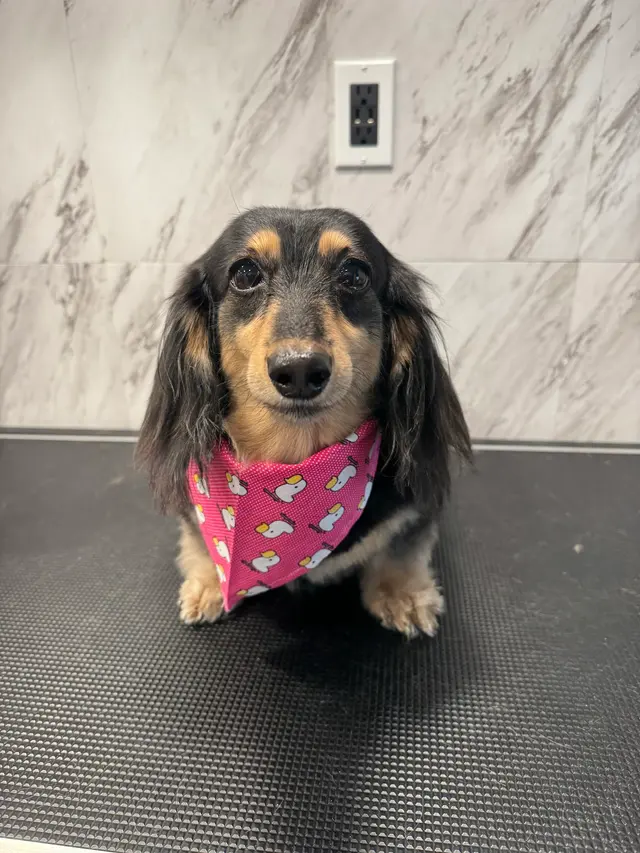 Yabadabadoo Dog Grooming — photo from the business 11
