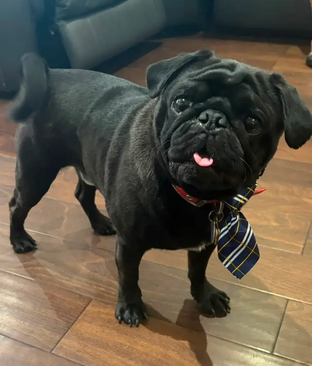 Customer photo of work by Yabadabadoo Dog Grooming, from Hilary M's review