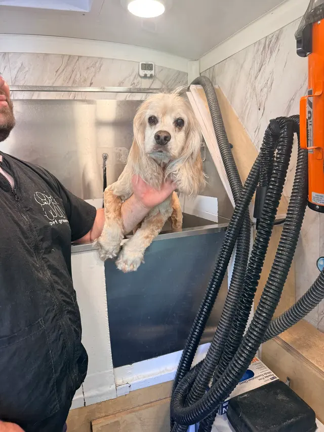 Yabadabadoo Dog Grooming — customer photo 3