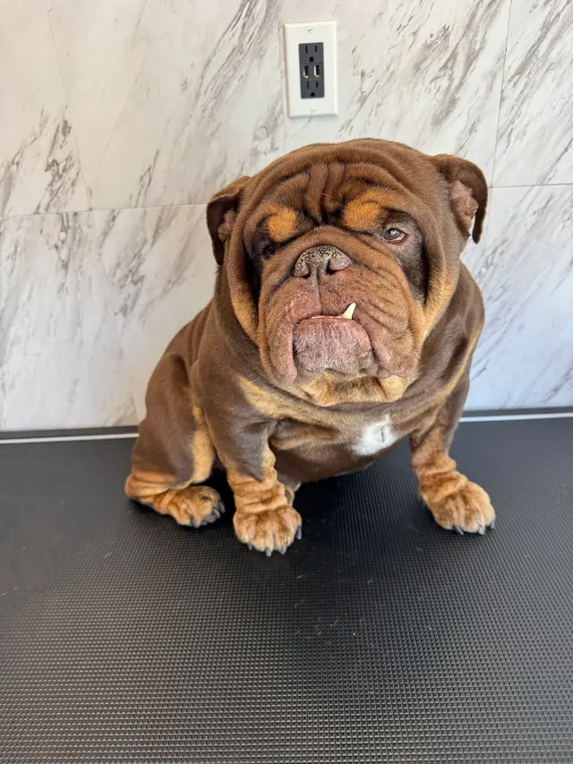 Yabadabadoo Dog Grooming — photo from the business 10