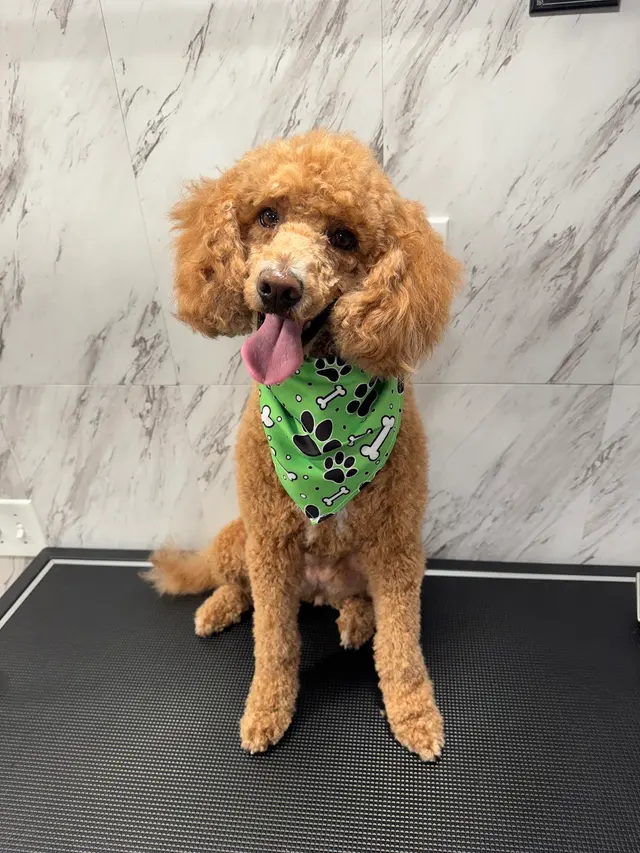 Yabadabadoo Dog Grooming — photo from the business 2