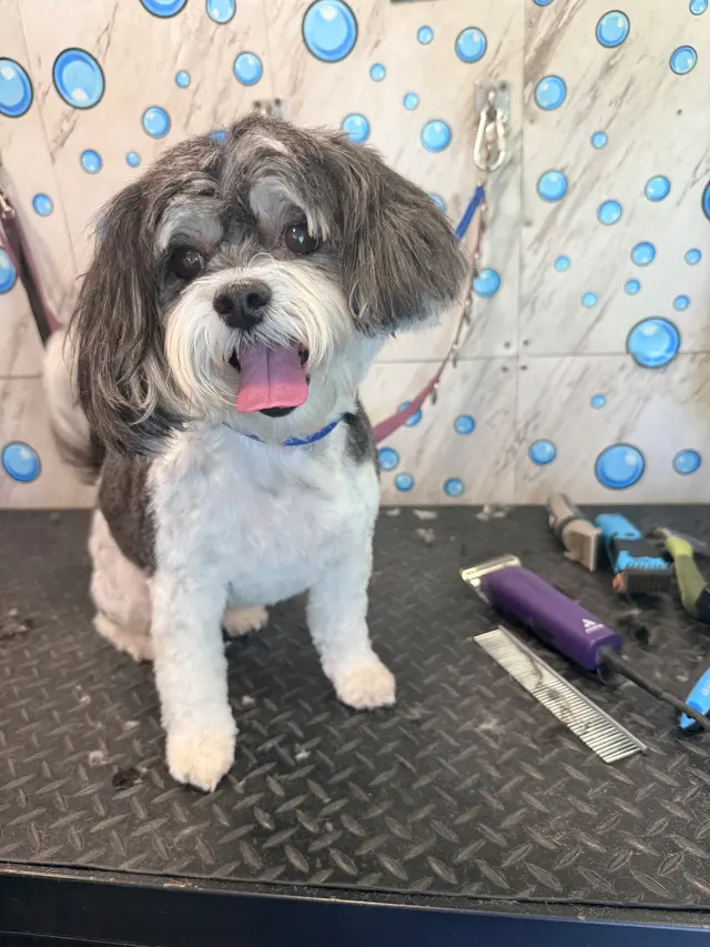 Yabadabadoo Dog Grooming — customer photo 6