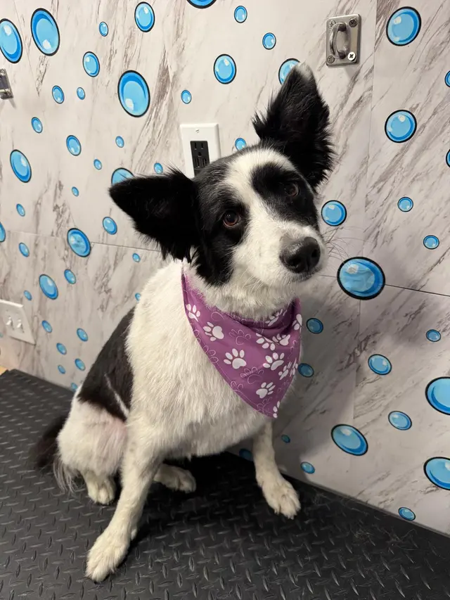 Yabadabadoo Dog Grooming — photo from the business 1